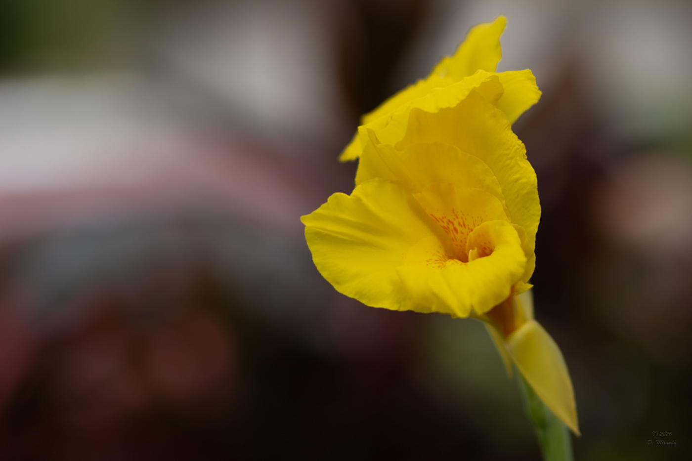 Canna lily